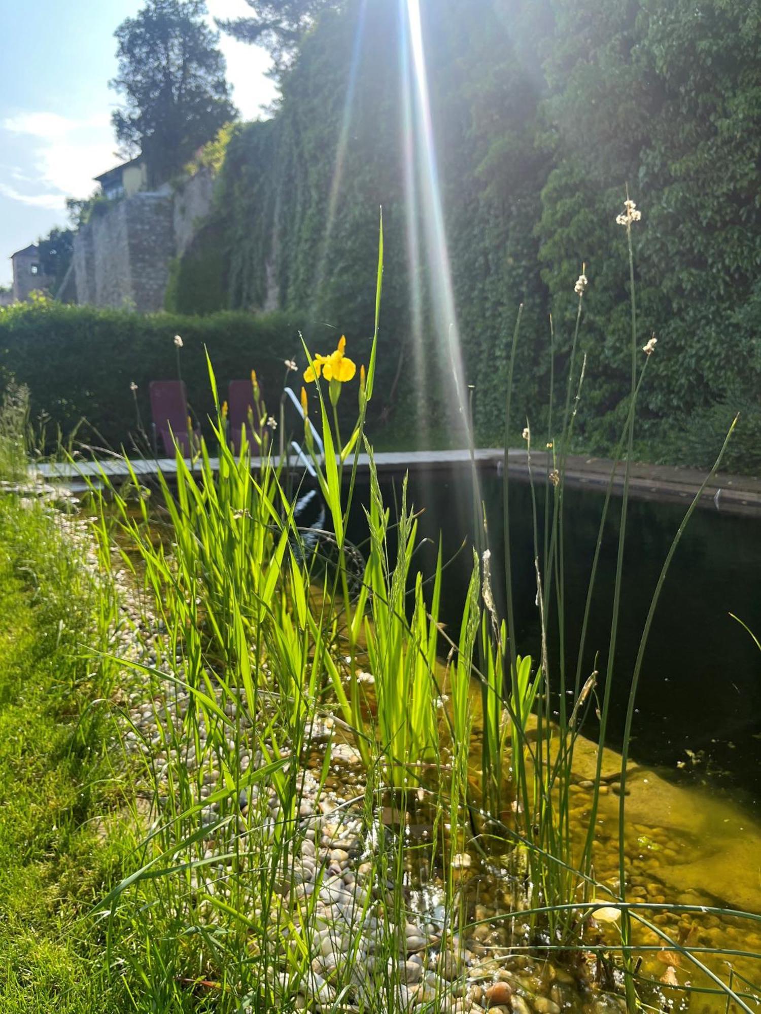 Gasthof Zum Goldenen Anker Hainburg an der Donau Exterior foto